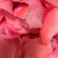 Pink Rose petals